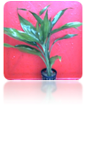 Dracena deremensis